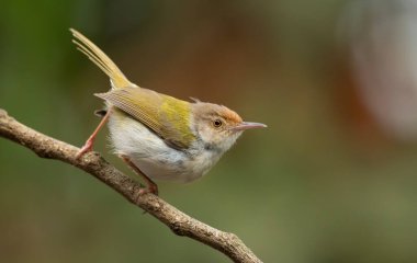 Yaygın Tailorbird (Orthotomus sutorius) ince bir dala tünemiştir.