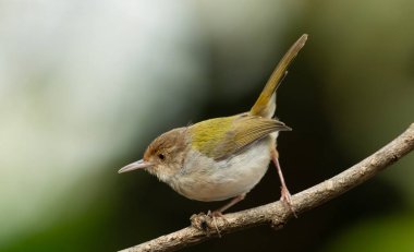 Yaygın Tailorbird (Orthotomus sutorius) ince bir dala tünemiştir.