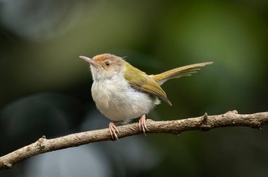 Yaygın Tailorbird (Orthotomus sutorius) ince bir dala tünemiştir.