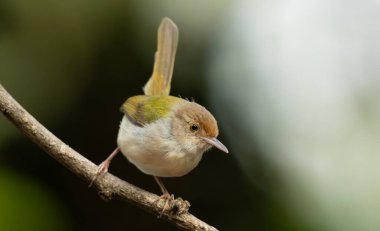 Yaygın Tailorbird (Orthotomus sutorius) ince bir dala tünemiştir.