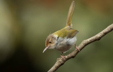 Yaygın Tailorbird (Orthotomus sutorius) ince bir dala tünemiştir.