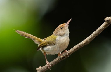 Yaygın Tailorbird (Orthotomus sutorius) ince bir dala tünemiştir.