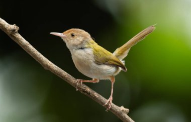 Yaygın Tailorbird (Orthotomus sutorius) ince bir dala tünemiştir.