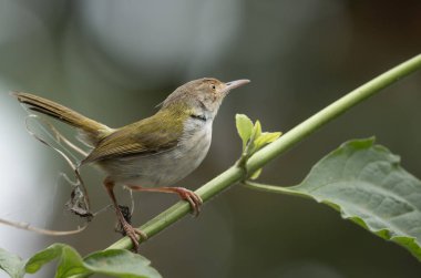 Yaygın Tailorbird (Ortomus sutorius) yapraklı bir ağaca tünemiştir..