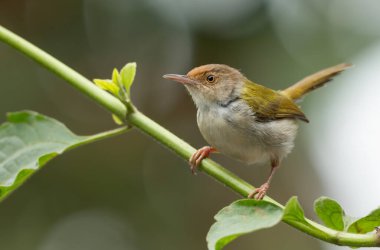 Yaygın Tailorbird (Ortomus sutorius) yapraklı bir ağaca tünemiştir..