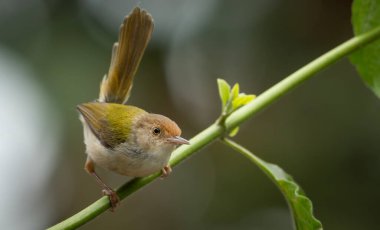 Yaygın Tailorbird (Ortomus sutorius) yapraklı bir ağaca tünemiştir..