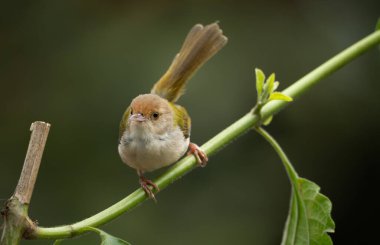 Yaygın Tailorbird (Ortomus sutorius) yapraklı bir ağaca tünemiştir..