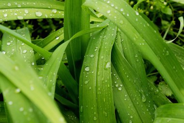 Yağmur sonra vahşi zambak yaprakları