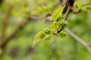 Üzüm erken baharda bud, yağmur sonrası. Seçici odak, yakın çekim, makro, arka plan