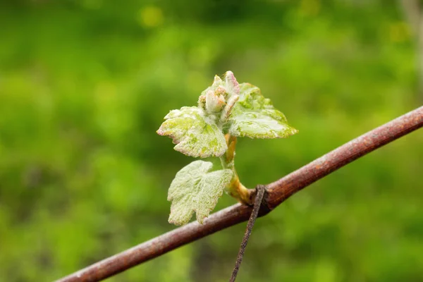 Üzüm erken baharda bud, yağmur sonrası. Seçici odak, yakın çekim, makro, arka plan