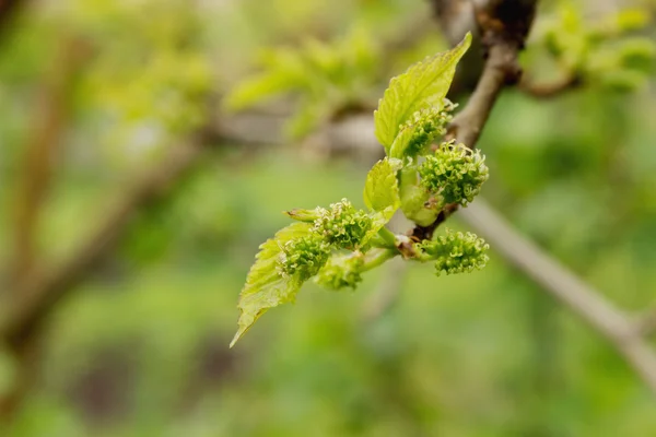 Szőlő kora tavasszal bud, eső után. Szelektív összpontosít, közelről, makró, háttér — Stock Fotó