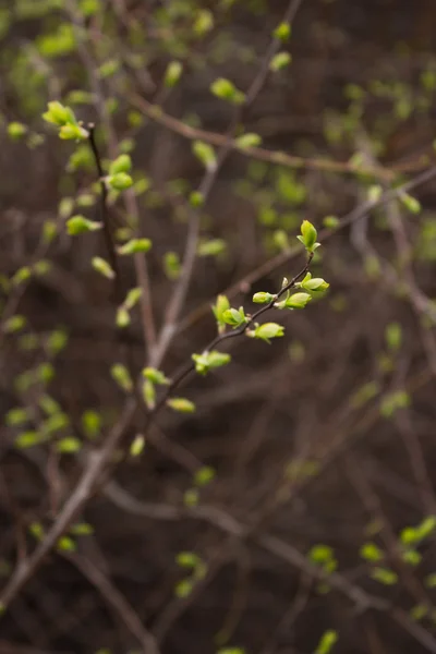 Gemme primaverili su rami, su sfondo scuro. Focus selettivo, macro, primo piano, immagine tonica, effetto film — Foto Stock