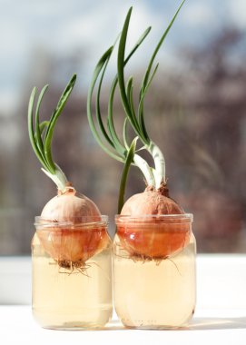 Kavanoz suda arka plan bulanık evlerin pencere pervazına filizlenmiş soğan