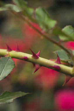 Sprig with spikes on background of greens.Selective focus, toned image, film effect, macro clipart