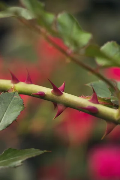 Sprig z kolcami na tle zielonych. Selektywny fokus, stonowanych obrazu, efekt filmu, makro — Zdjęcie stockowe