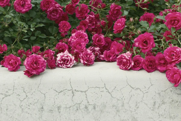 Roses arbustives sur fond gris. Mise au point sélective, image tonique, effet film — Photo