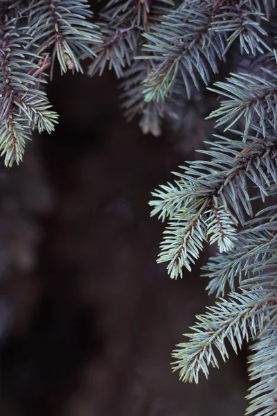 Grenar spruce blå på mörk bakgrund. Litet djup av fält, film effekt, selektiv inriktning. — Stockfoto