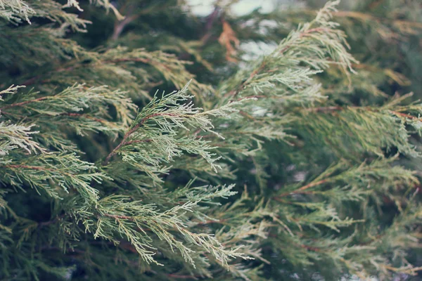 Grenarna Tuja, thuja träd som bakgrund. Litet djup av fält, film effekt, selektivt fokus. — Stockfoto