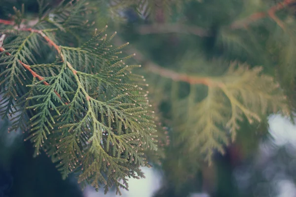 Větve arborvitae, thuja strom jako pozadí. Malá hloubka ostrosti, filmový efekt, Selektivní ostření. — Stock fotografie