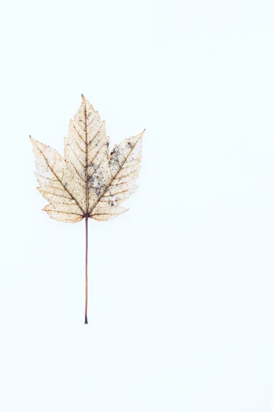 Régi őszi maple leaf a hó. Kis mélységélesség, film hatása, szelektív összpontosít, felülnézet. — Stock Fotó