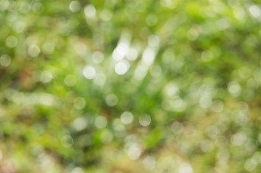 Daireler, güneş ışınları ufuk bokeh bulanıklık parlak. Yeşil doku, arka plan.