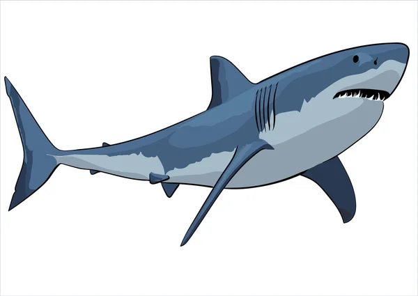 White shark with open mouth — Stock Vector