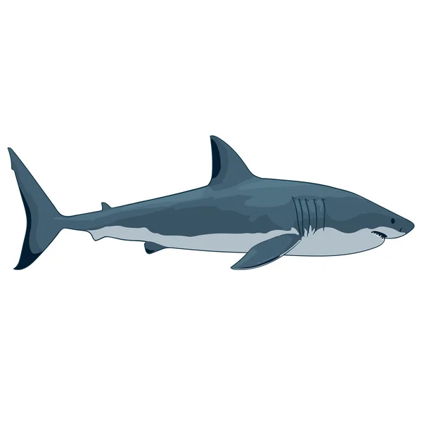 Μεγάλος λευκός καρχαρίας — Διανυσματικό Αρχείο