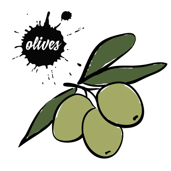 Baies olives vertes — Image vectorielle