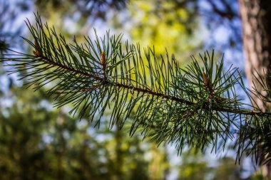 kozalaklı çam dalı