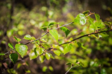 Genç huş ağacı yaprakları