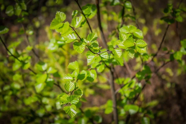 Young birch leaves — Stock Photo, Image