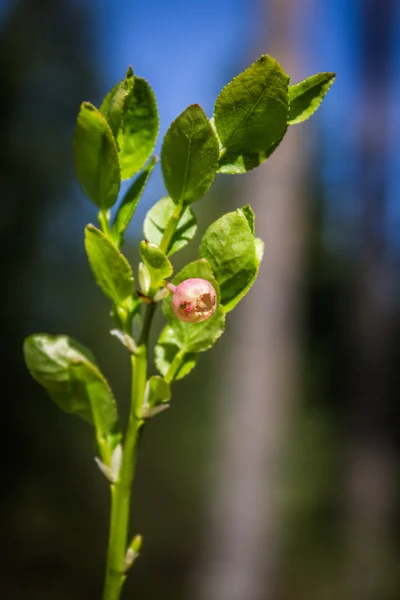 Sprig di mirtilli con fiore — Foto Stock