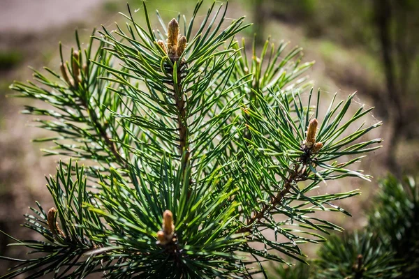 Ramo de pinheiro com cones — Fotografia de Stock