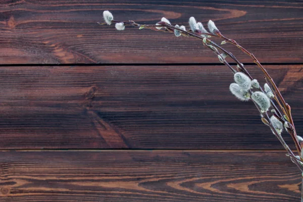 ahşap arka plan üzerinde willow