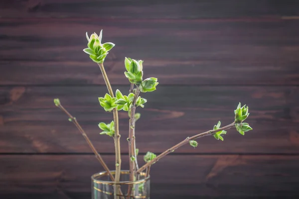 Ramas con hojas verdes sobre fondo de madera — Foto de Stock