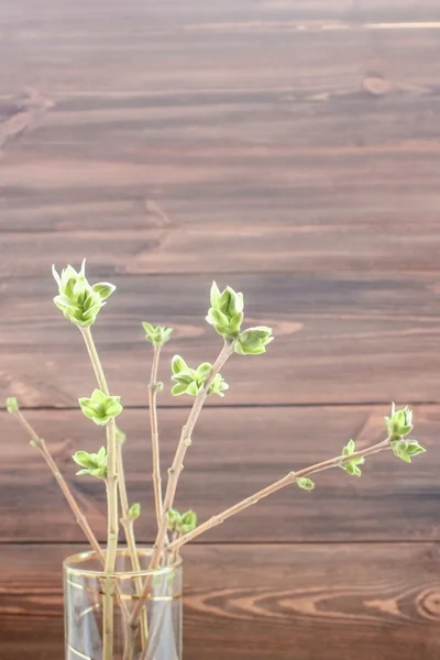 Ramos com folhas verdes em um fundo de madeira — Fotografia de Stock