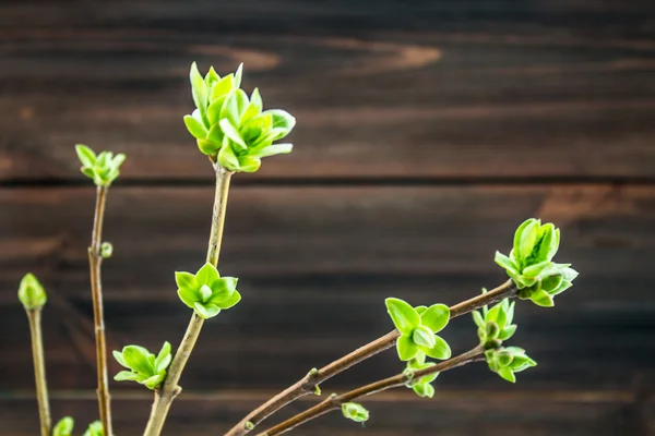 Гілки з зеленим листям на дерев'яному фоні — стокове фото