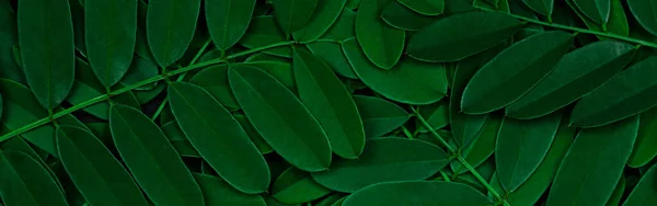 Zelené Listy Vzor Pozadí Tmavě Zelenými Listy Čerstvé Ploché Pozadí — Stock fotografie