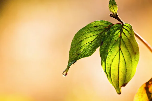 Folha Verde Outono Pendura Galho Dia Ensolarado Brilhante — Fotografia de Stock