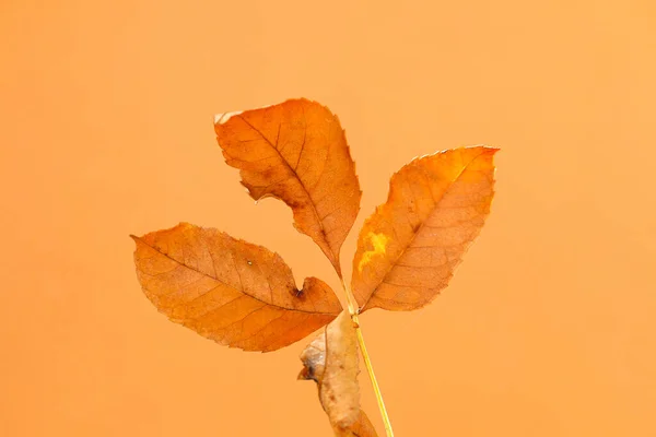 Oranžově Zelený Podzimní List Visí Větve Jasného Slunečného Dne — Stock fotografie