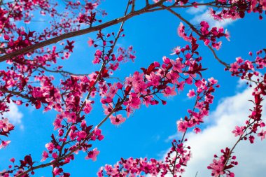 Pembe Çiçekler Açan Şeftali Ağacı Baharı. Arkaplan Olarak Parlak Mavi Gökyüzü.