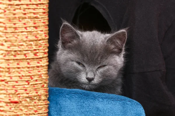 Um pequeno gatinho cinza adormece depois de jogos ativos. Gato adormecido. — Fotografia de Stock