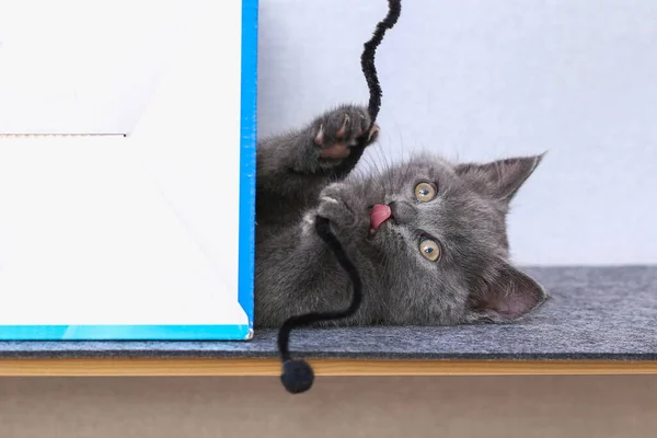 Pequeno gatinho joga com fio de chenille. Brinquedos de gato. — Fotografia de Stock