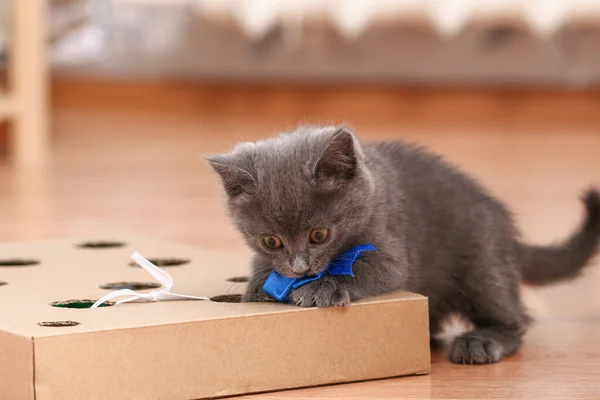 Un gatito juega con un juguete interactivo hecho a mano. Caja de cartón con agujeros con juguetes para gatos en el interior — Foto de Stock