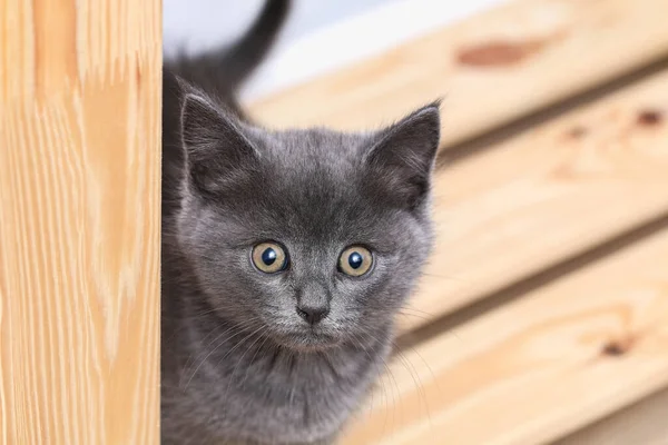 Pequeño gatito gris con ojos amarillos. Pelo largo lindo un gato. — Foto de Stock