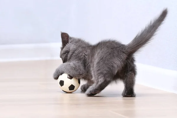 Маленький сірий кошеня грає з іграшкою на футбольному м'ячі. Котячі іграшки . — стокове фото