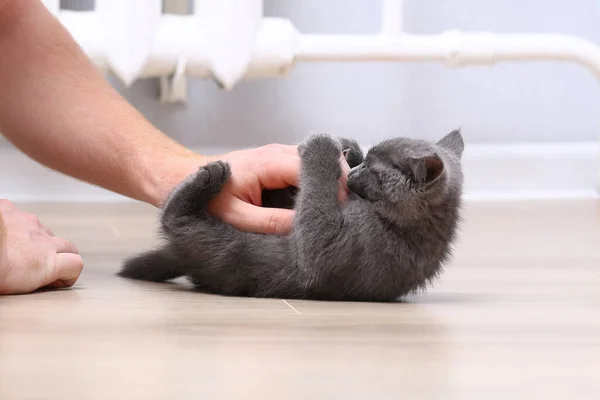 Pequeño gatito gris juega con las manos. gato araña y muerde sus dedos. — Foto de Stock