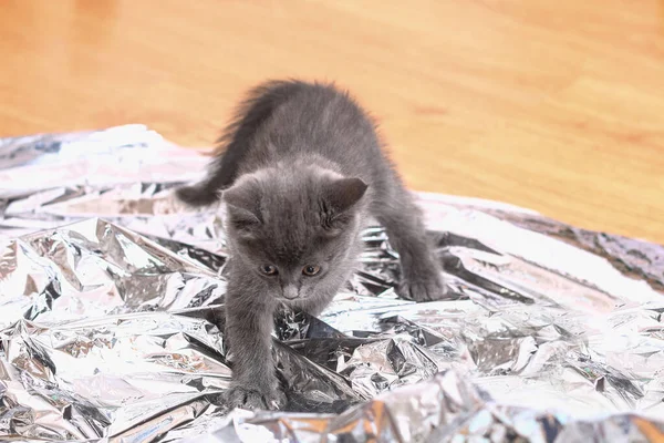A small gray kitten plays with foil and ball. Cat toys. — Fotografia de Stock