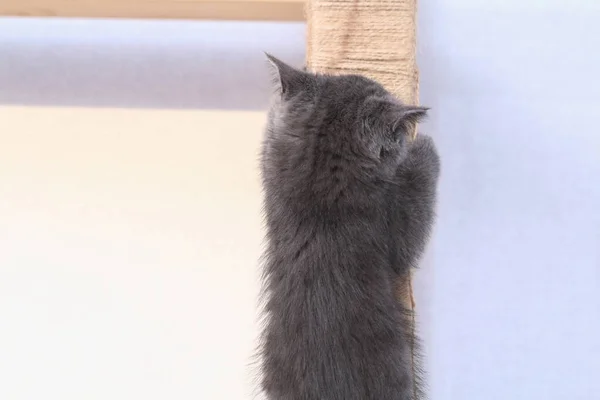 Um pequeno gatinho cinza sobe um posto de arranhões caseiro feito de corda e rack. Afiar as garras — Fotografia de Stock