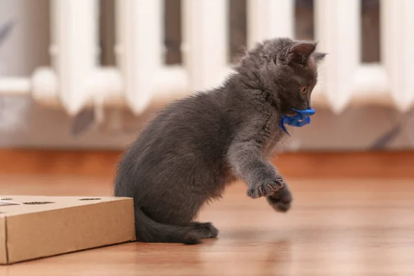 Un gatito juega con un juguete interactivo hecho a mano. Caja de cartón con agujeros con juguetes para gatos en el interior — Foto de Stock